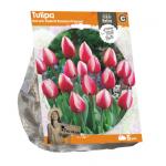 Baltus Tulipa Darwin Hybrid Russian Princess tulpen bloembollen per 5 stuks